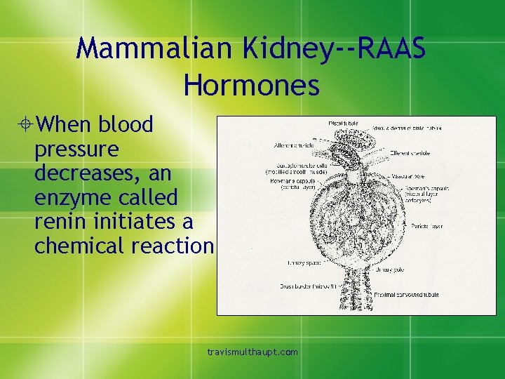 Mammalian Kidney--RAAS Hormones ±When blood pressure decreases, an enzyme called renin initiates a chemical