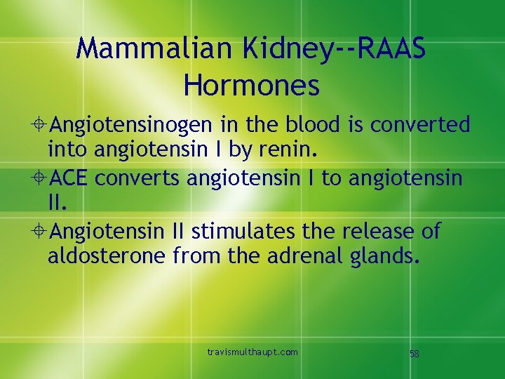 Mammalian Kidney--RAAS Hormones ±Angiotensinogen in the blood is converted into angiotensin I by renin.