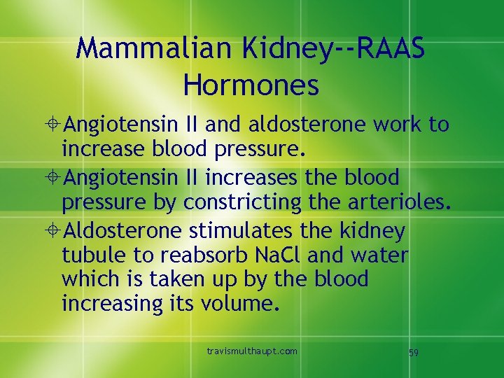 Mammalian Kidney--RAAS Hormones ±Angiotensin II and aldosterone work to increase blood pressure. ±Angiotensin II