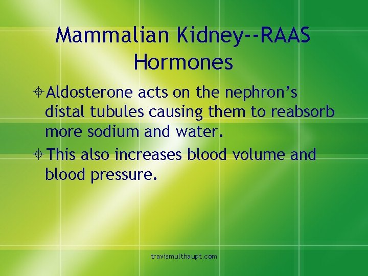 Mammalian Kidney--RAAS Hormones ±Aldosterone acts on the nephron’s distal tubules causing them to reabsorb