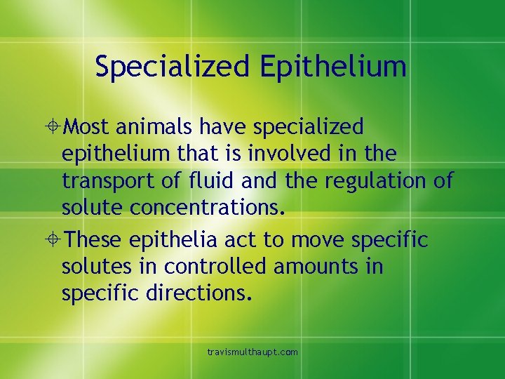 Specialized Epithelium ±Most animals have specialized epithelium that is involved in the transport of