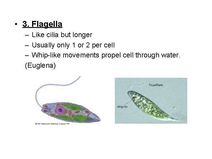  • 3. Flagella – Like cilia but longer – Usually only 1 or