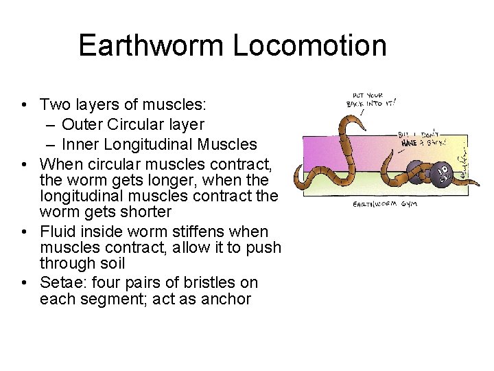 Earthworm Locomotion • Two layers of muscles: – Outer Circular layer – Inner Longitudinal