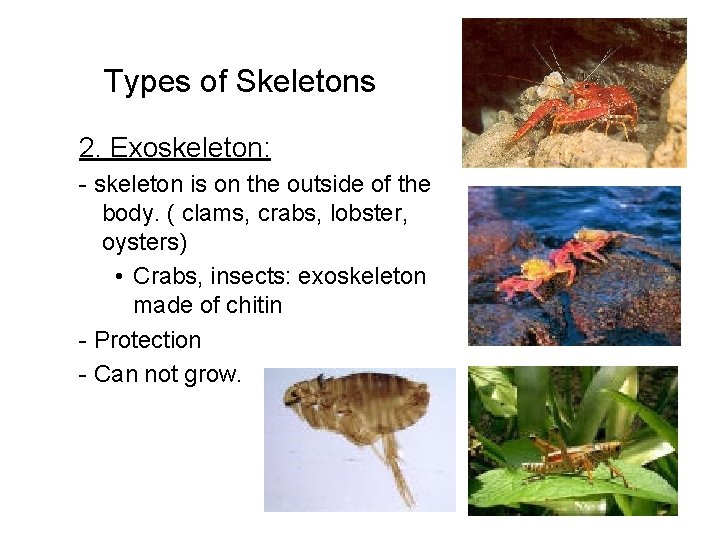 Types of Skeletons 2. Exoskeleton: - skeleton is on the outside of the body.