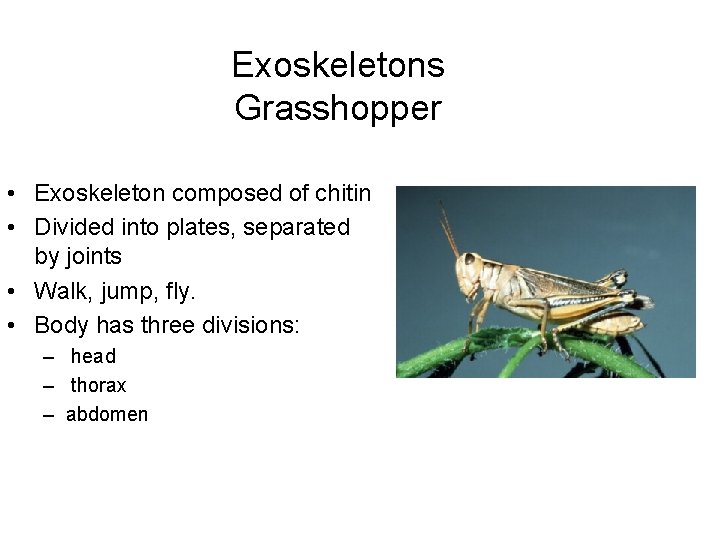 Exoskeletons Grasshopper • Exoskeleton composed of chitin • Divided into plates, separated by joints