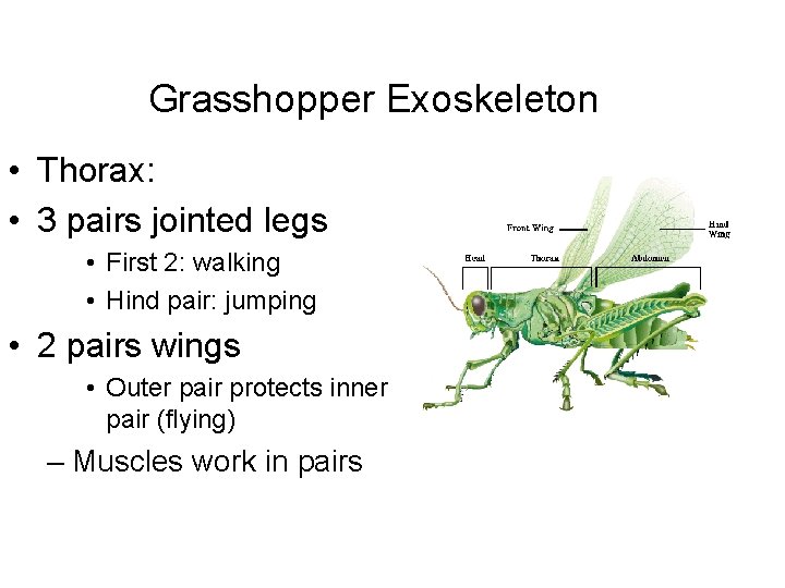 Grasshopper Exoskeleton • Thorax: • 3 pairs jointed legs • First 2: walking •