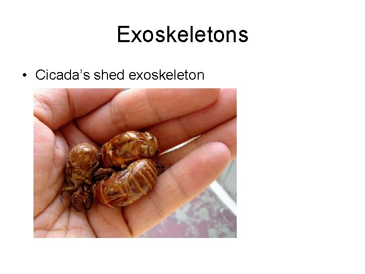 Exoskeletons • Cicada’s shed exoskeleton 