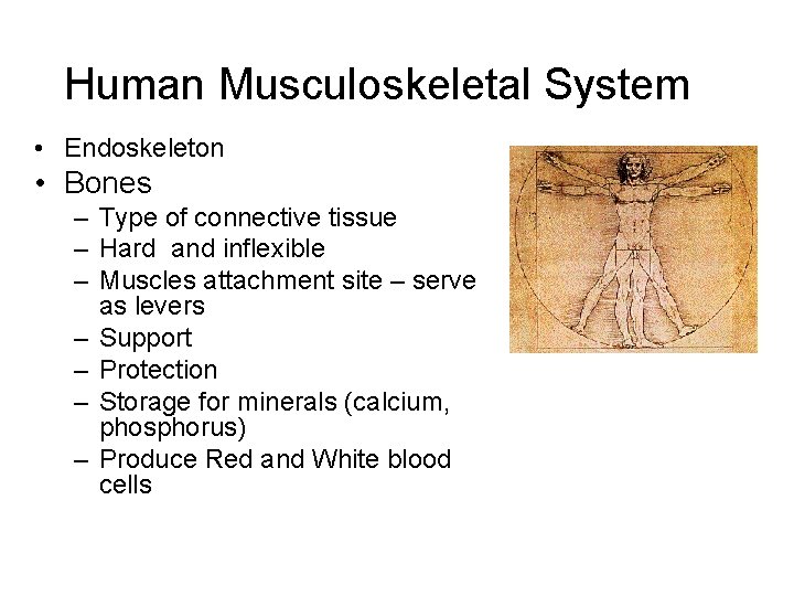 Human Musculoskeletal System • Endoskeleton • Bones – Type of connective tissue – Hard