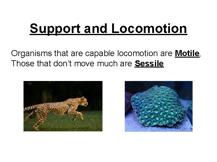 Support and Locomotion Organisms that are capable locomotion are Motile, Those that don’t move
