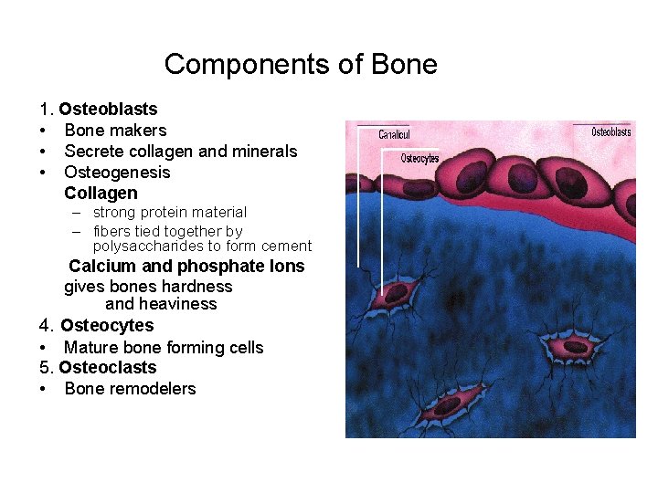 Components of Bone 1. Osteoblasts • Bone makers • Secrete collagen and minerals •