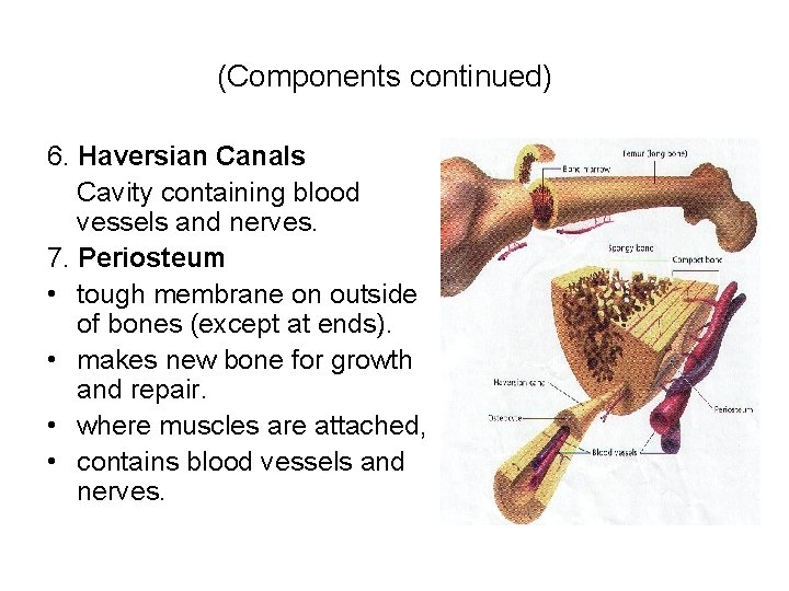 (Components continued) 6. Haversian Canals Cavity containing blood vessels and nerves. 7. Periosteum •