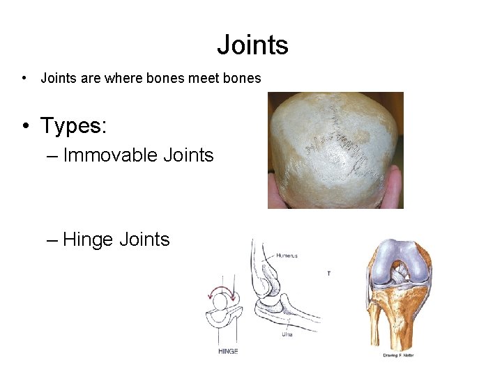 Joints • Joints are where bones meet bones • Types: – Immovable Joints –