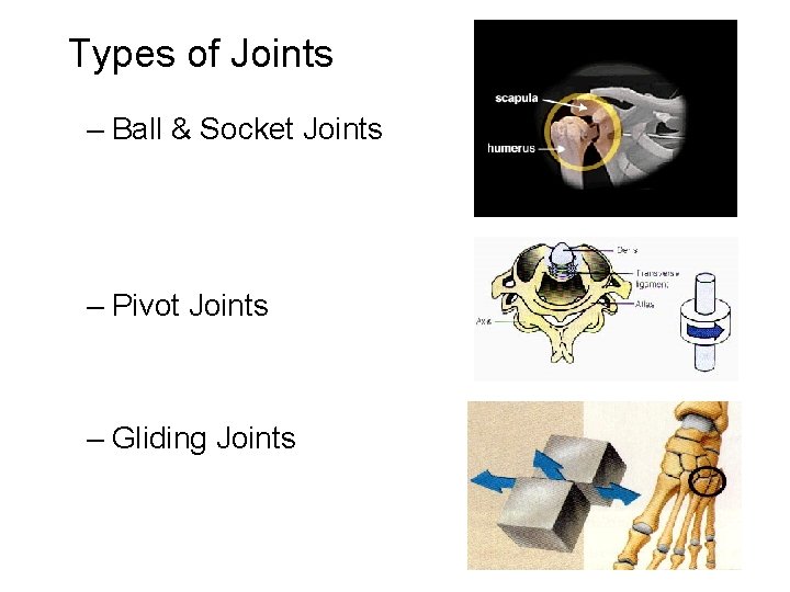 Types of Joints – Ball & Socket Joints – Pivot Joints – Gliding Joints