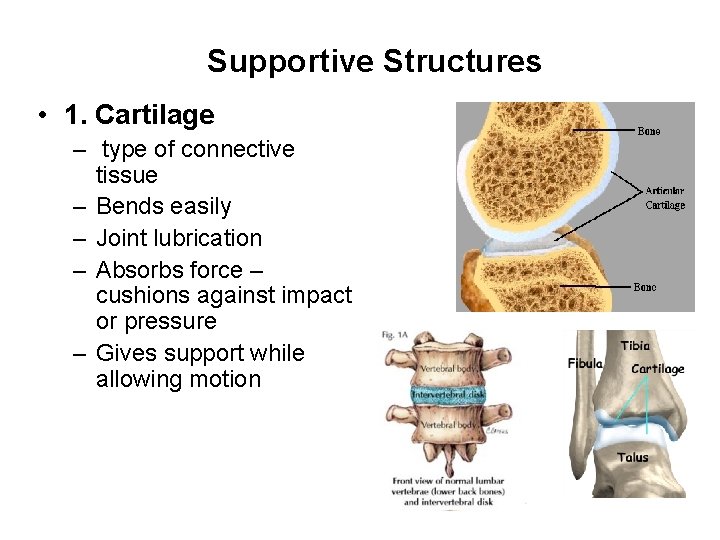 Supportive Structures • 1. Cartilage – type of connective tissue – Bends easily –