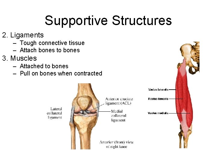 Supportive Structures 2. Ligaments – Tough connective tissue – Attach bones to bones 3.