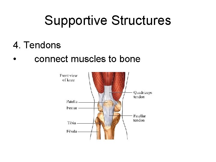 Supportive Structures 4. Tendons • connect muscles to bone 