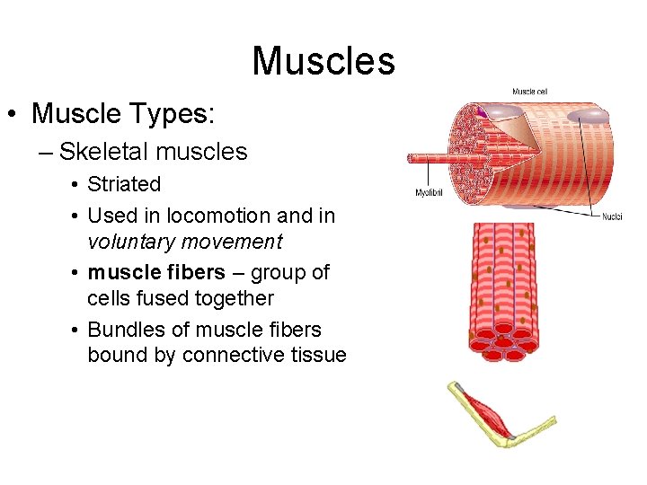 Muscles • Muscle Types: – Skeletal muscles • Striated • Used in locomotion and