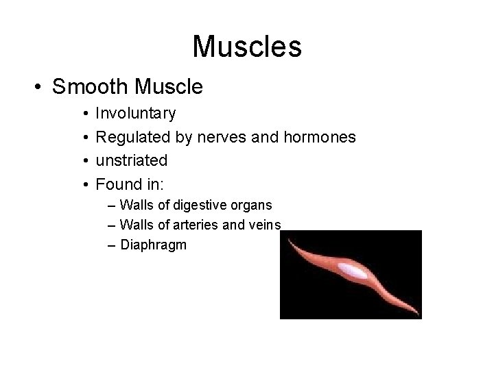 Muscles • Smooth Muscle • • Involuntary Regulated by nerves and hormones unstriated Found