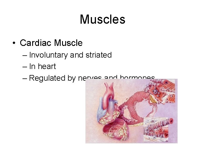 Muscles • Cardiac Muscle – Involuntary and striated – In heart – Regulated by