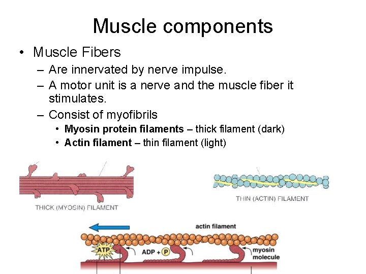 Muscle components • Muscle Fibers – Are innervated by nerve impulse. – A motor