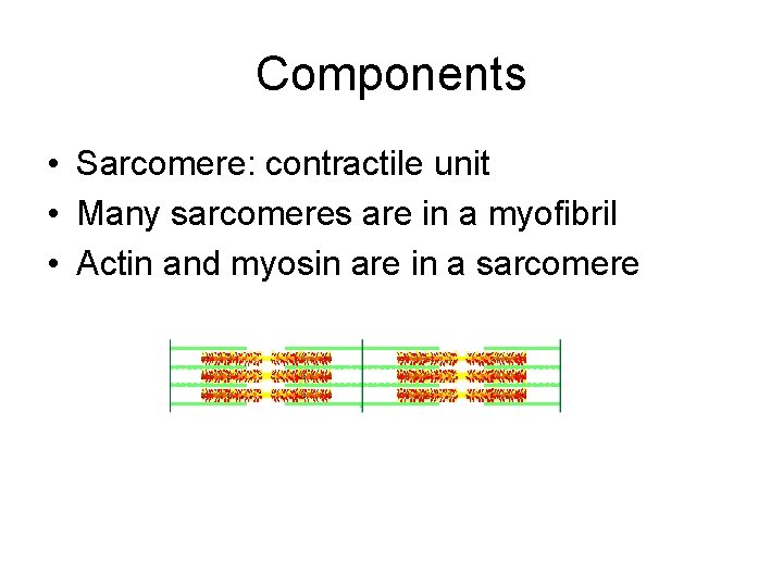 Components • Sarcomere: contractile unit • Many sarcomeres are in a myofibril • Actin