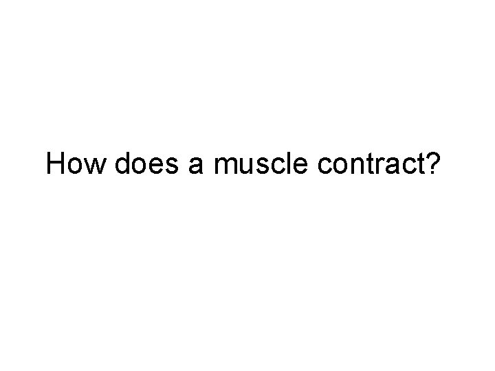 How does a muscle contract? 