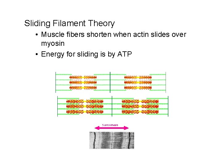 Sliding Filament Theory • Muscle fibers shorten when actin slides over myosin • Energy