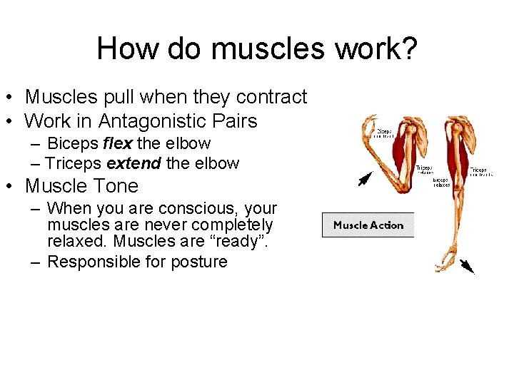 How do muscles work? • Muscles pull when they contract • Work in Antagonistic