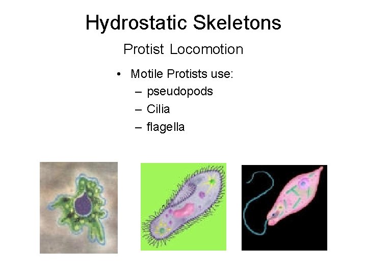Hydrostatic Skeletons Protist Locomotion • Motile Protists use: – pseudopods – Cilia – flagella