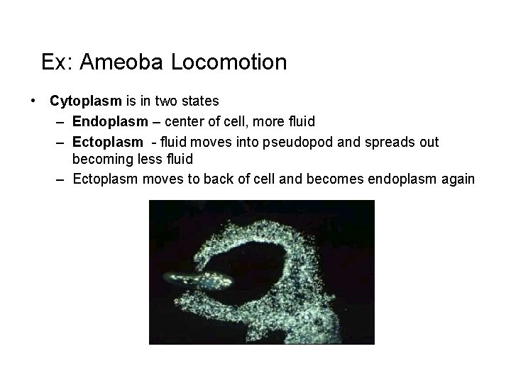 Ex: Ameoba Locomotion • Cytoplasm is in two states – Endoplasm – center of