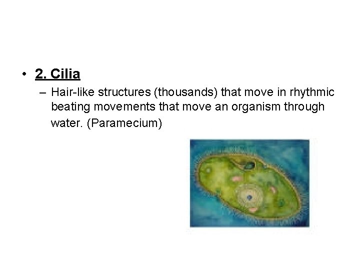  • 2. Cilia – Hair-like structures (thousands) that move in rhythmic beating movements