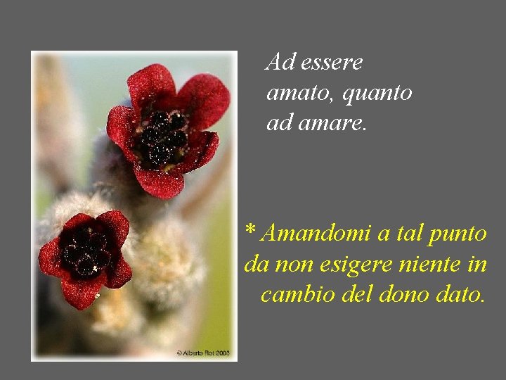 Ad essere amato, quanto ad amare. * Amandomi a tal punto da non esigere