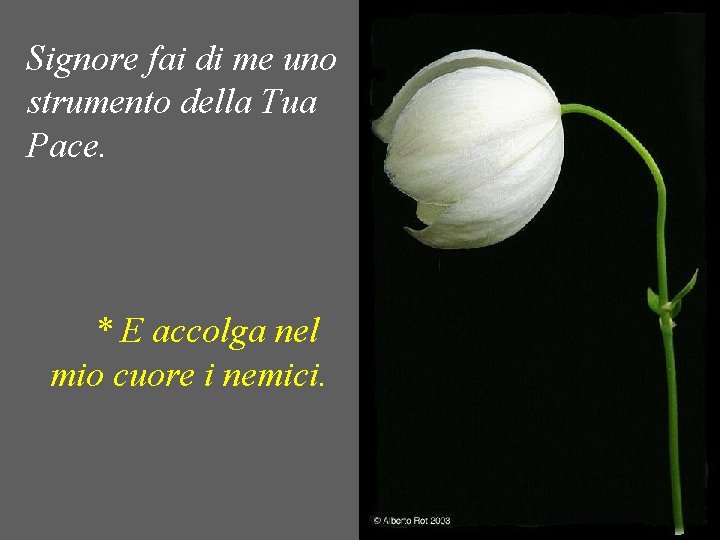 Signore fai di me uno strumento della Tua Pace. * E accolga nel mio