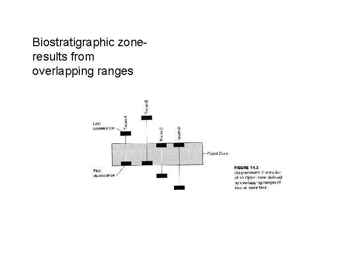 Biostratigraphic zoneresults from overlapping ranges 