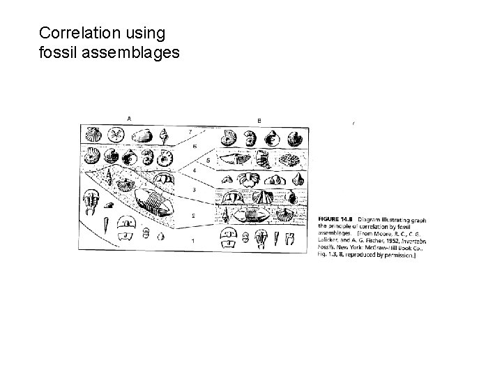 Correlation using fossil assemblages 