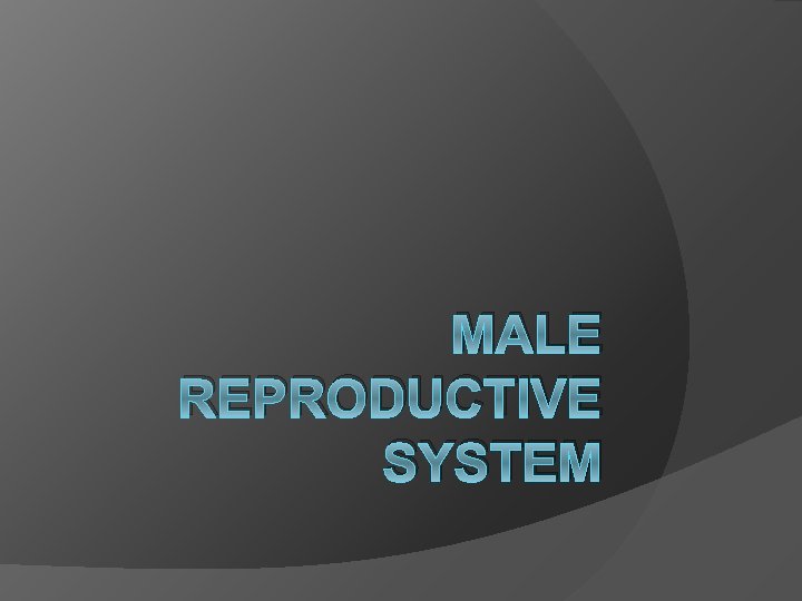 MALE REPRODUCTIVE SYSTEM 