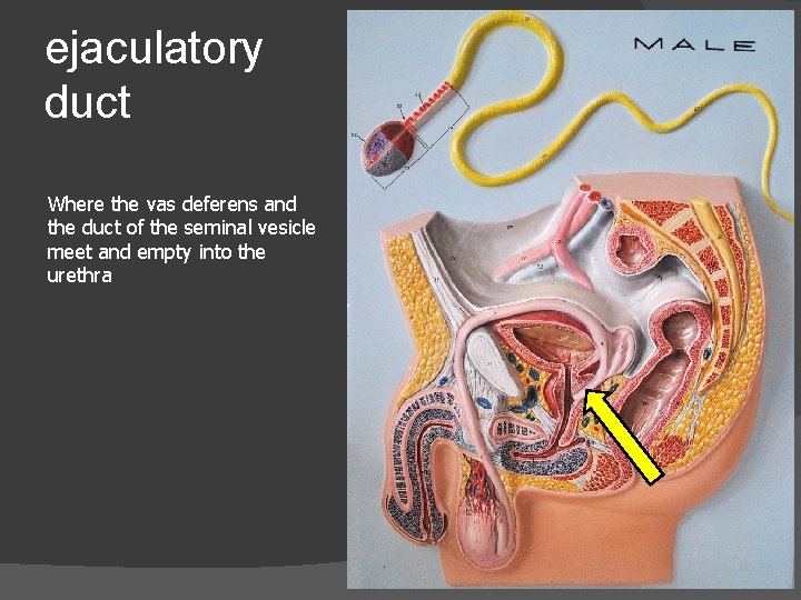 ejaculatory duct Where the vas deferens and the duct of the seminal vesicle meet