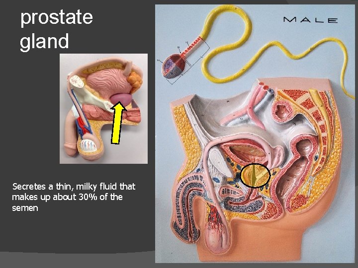 prostate gland Secretes a thin, milky fluid that makes up about 30% of the