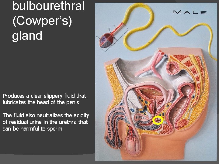 bulbourethral (Cowper’s) gland Produces a clear slippery fluid that lubricates the head of the