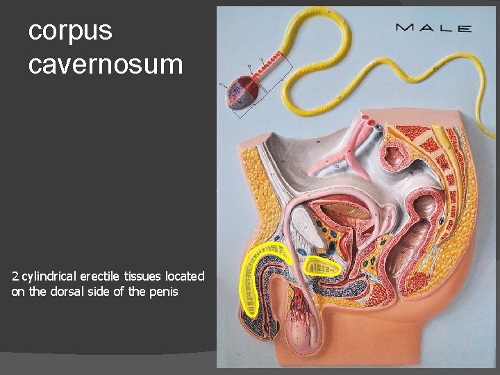 corpus cavernosum 2 cylindrical erectile tissues located on the dorsal side of the penis