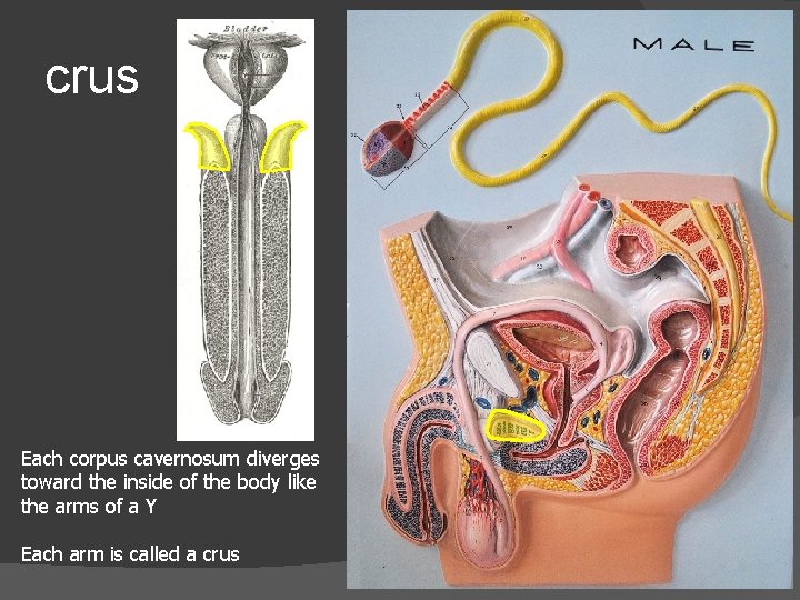 crus Each corpus cavernosum diverges toward the inside of the body like the arms