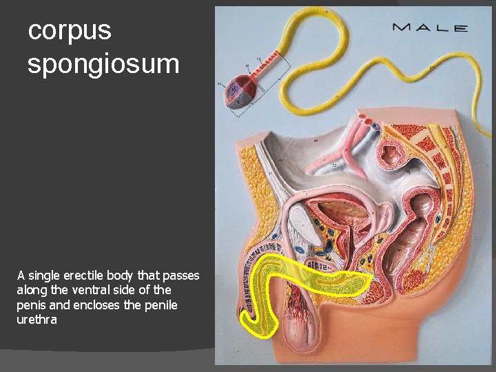 corpus spongiosum A single erectile body that passes along the ventral side of the