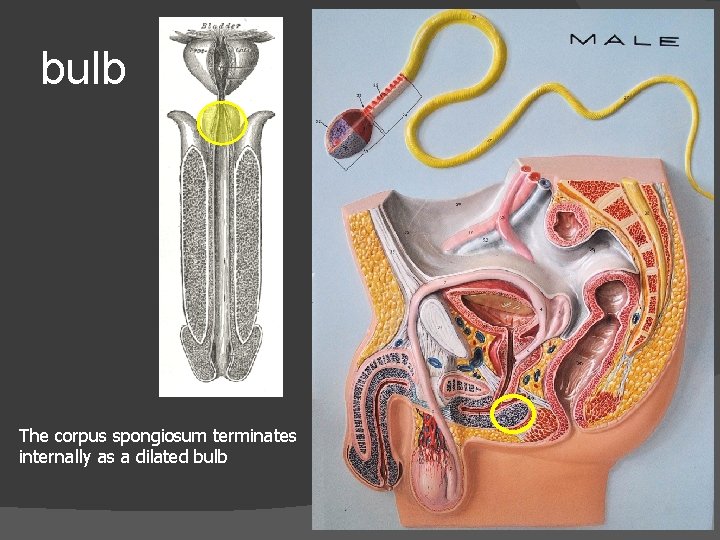 bulb The corpus spongiosum terminates internally as a dilated bulb 