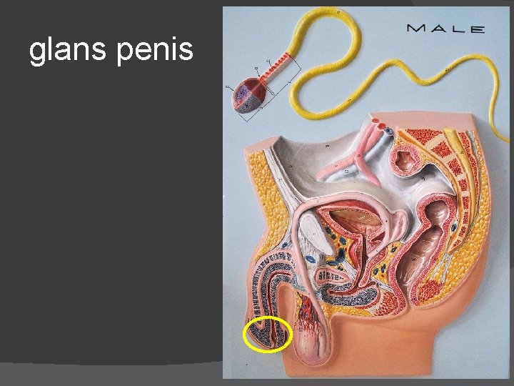 glans penis 