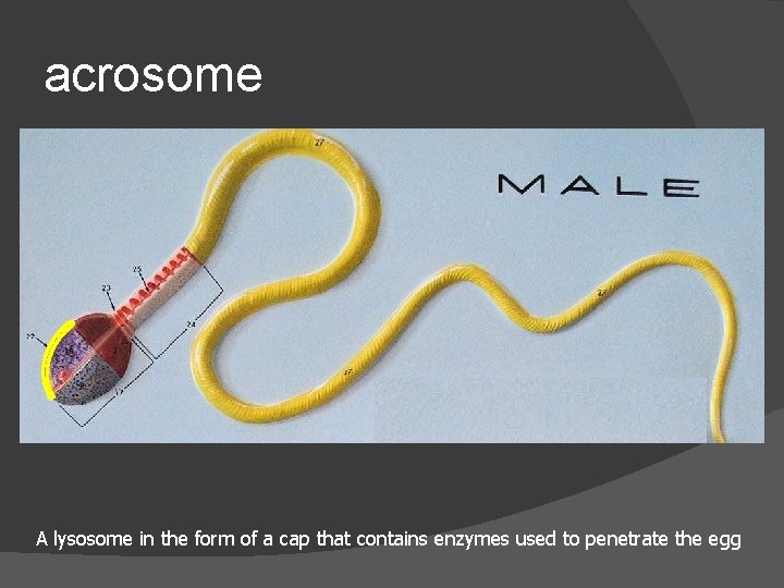 acrosome A lysosome in the form of a cap that contains enzymes used to