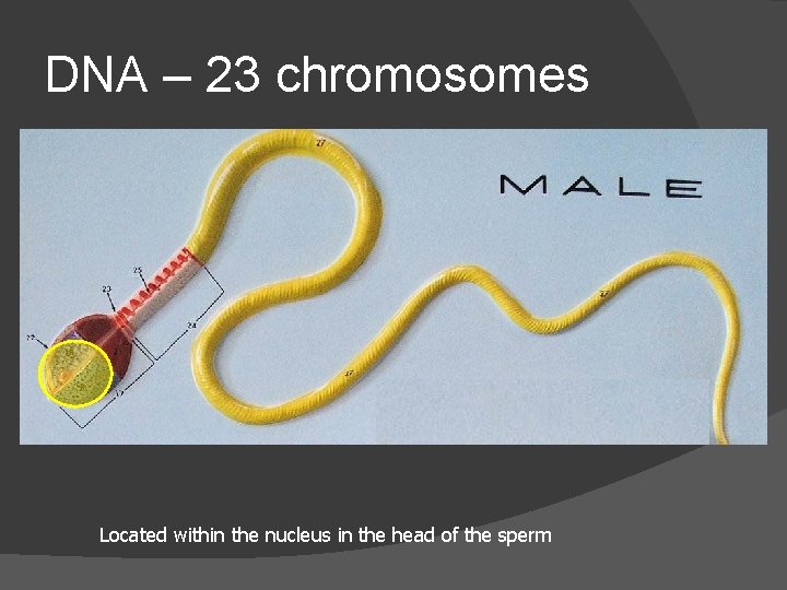 DNA – 23 chromosomes Located within the nucleus in the head of the sperm