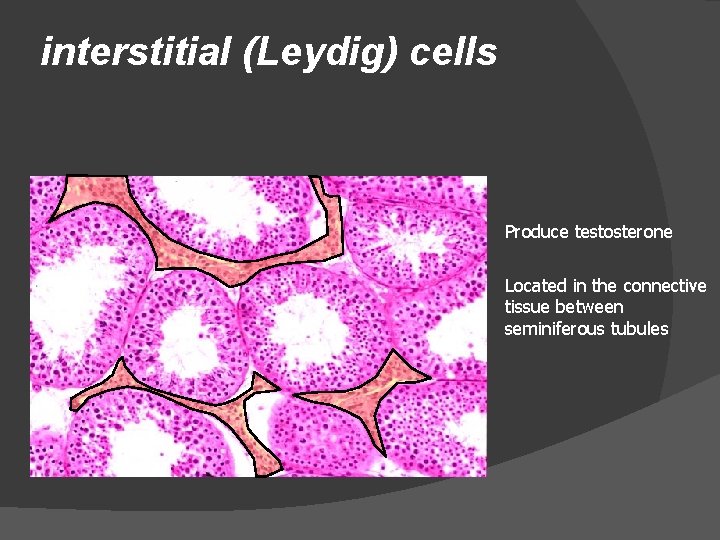 interstitial (Leydig) cells Produce testosterone Located in the connective tissue between seminiferous tubules 