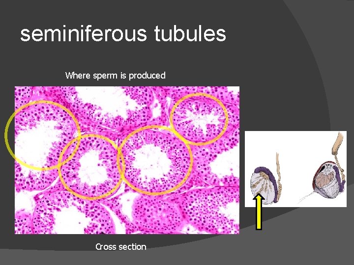 seminiferous tubules Where sperm is produced Cross section 