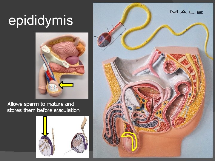 epididymis Allows sperm to mature and stores them before ejaculation 