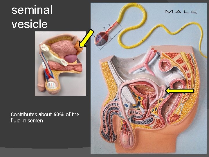 seminal vesicle Contributes about 60% of the fluid in semen 